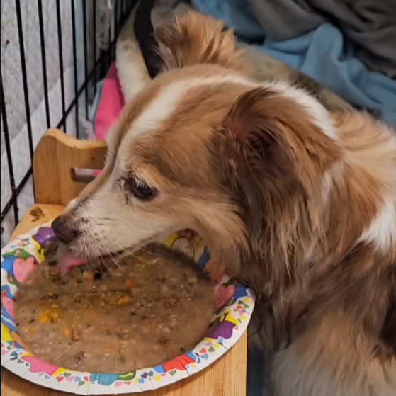 Pudim de Morango (24)