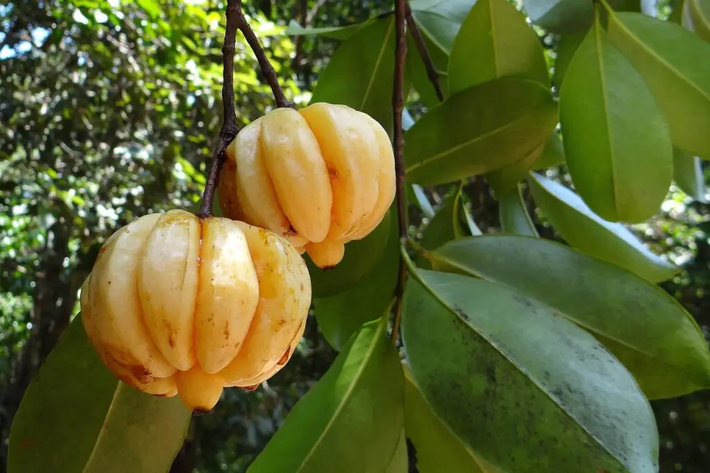 Um pé de Garcinia Cambogia